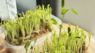 観葉植物が続かなかったわたしでも楽しめた豆苗の再生栽培