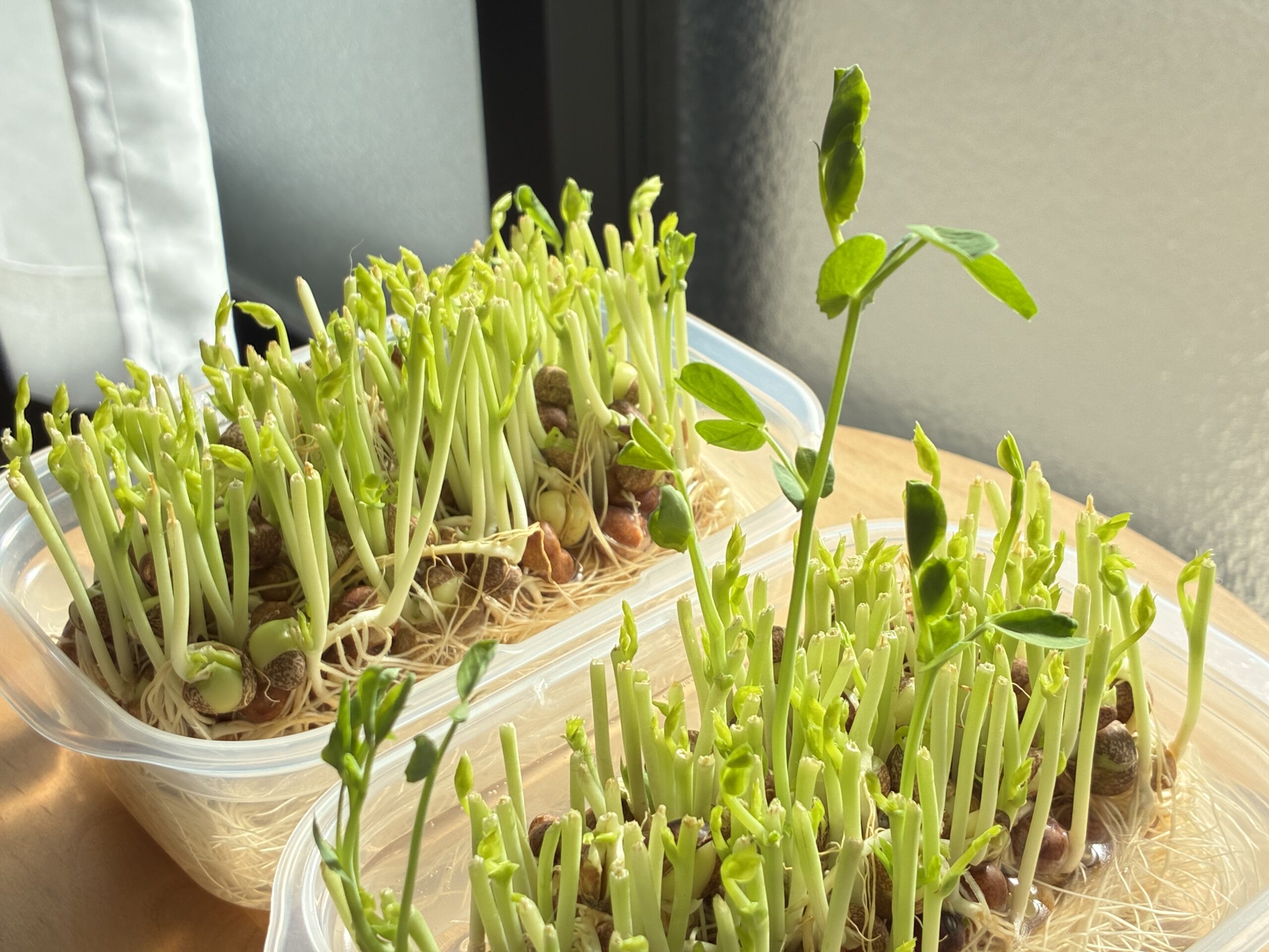 観葉植物が続かなかったわたしでも楽しめた豆苗の再生栽培
